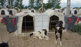 Research findings: Pair housing calves